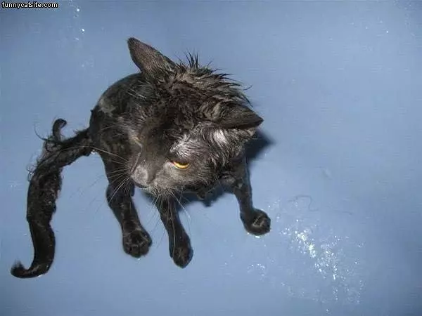 Unhappy Wet Cat