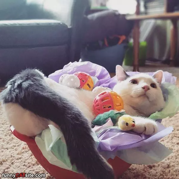 I Am Chillin In The Basket