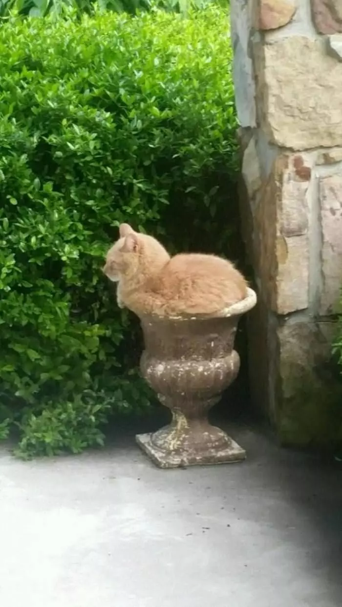 One Pot Of Cat