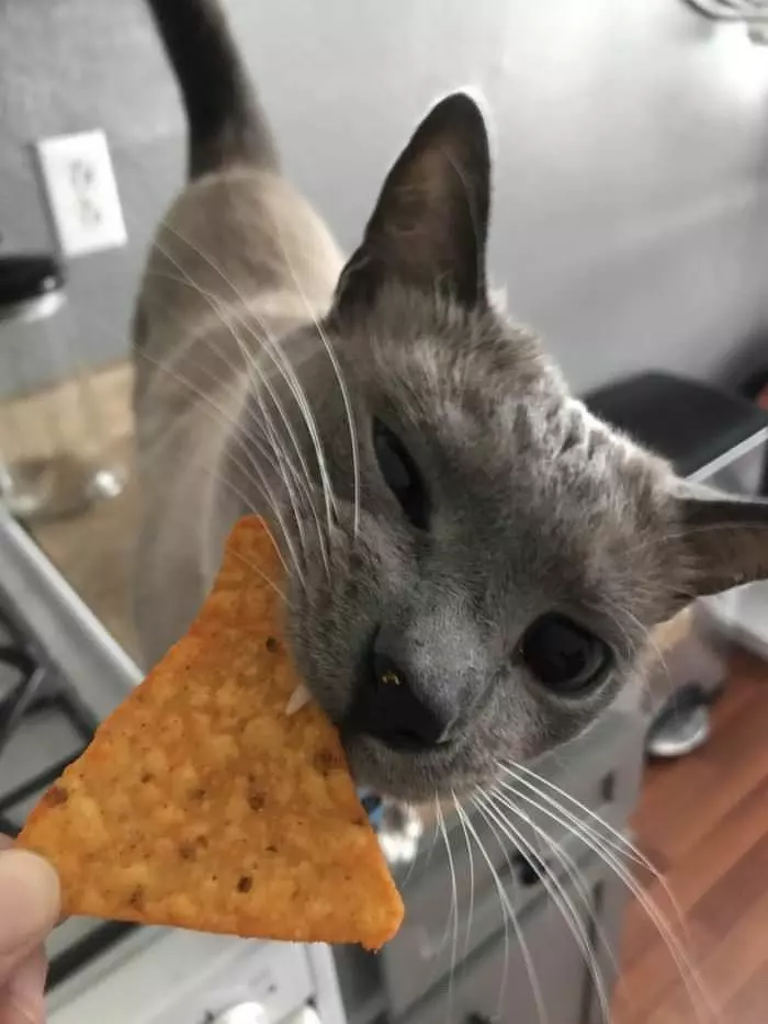 Can I Have A Chip