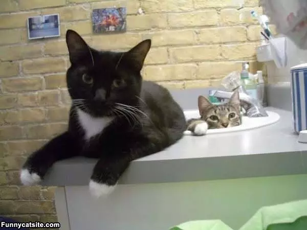 Sink Kitties