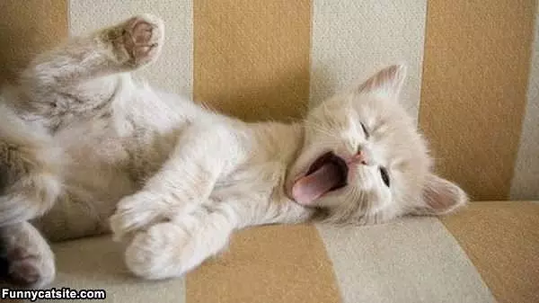 Yawn Kitten