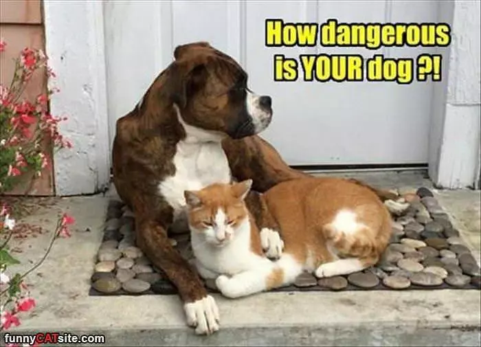 How Dangerous