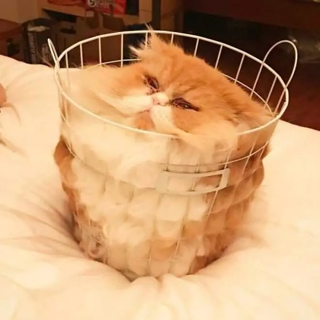 One Basket Of Cat