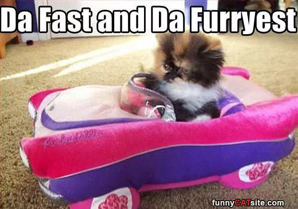 Fast And Furry