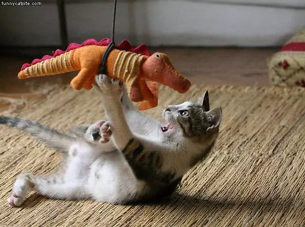 Attack Cat 2