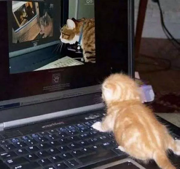 Cats Watching Cats