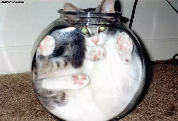 Fish-bowl-cat