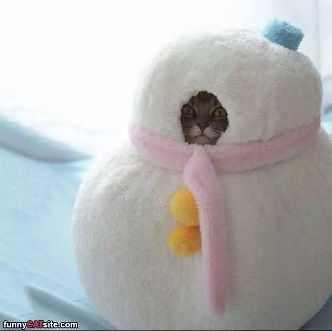 I Am Snowman Cat