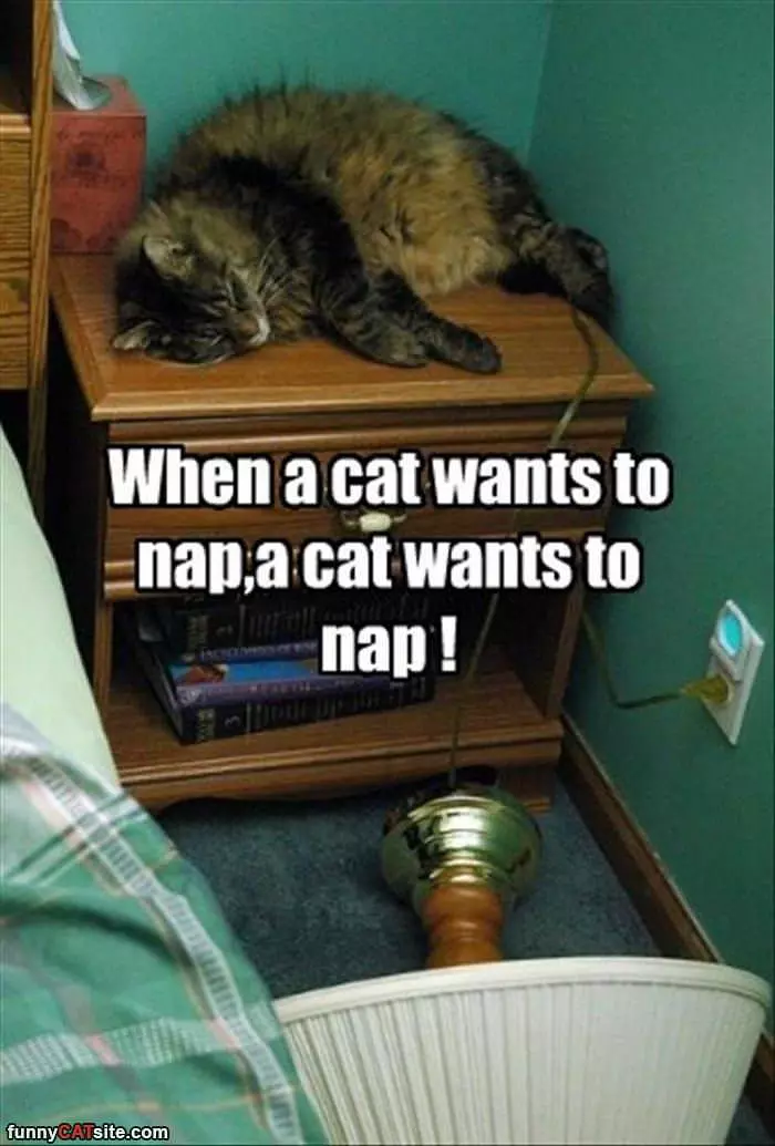 When A Cat Wants To Nap