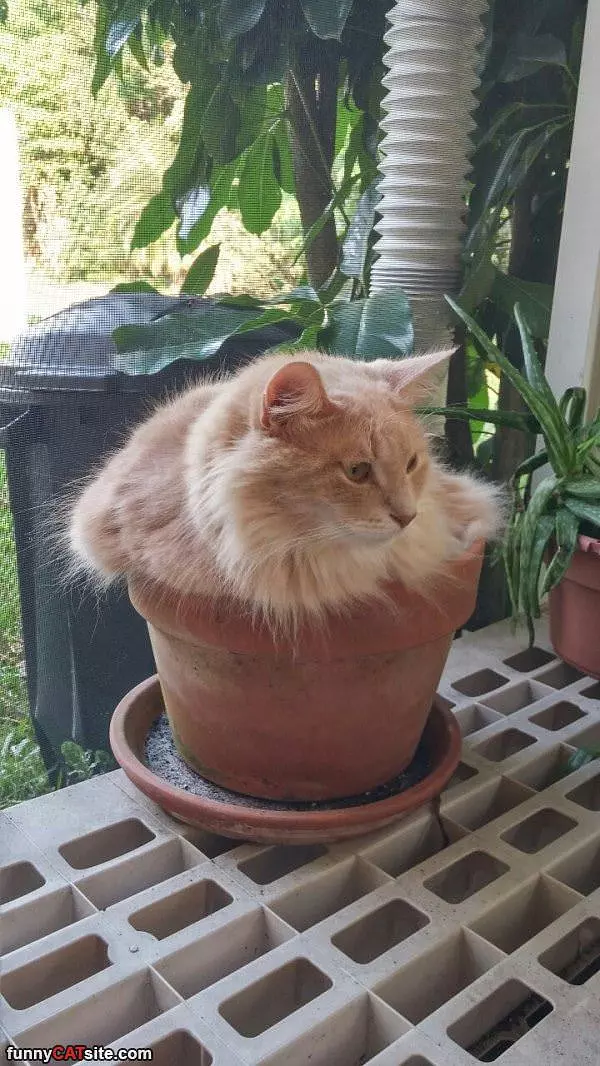 A Cat Pot