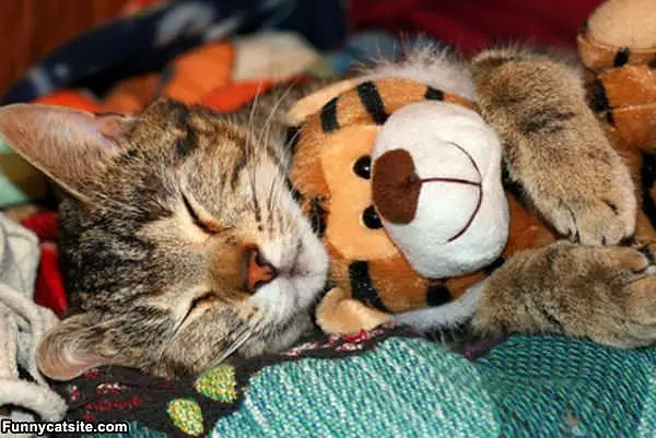 Asleep With My Tiger