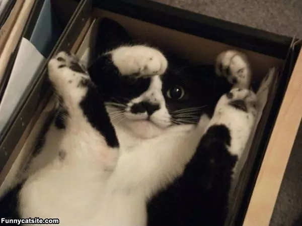 The Cat Box