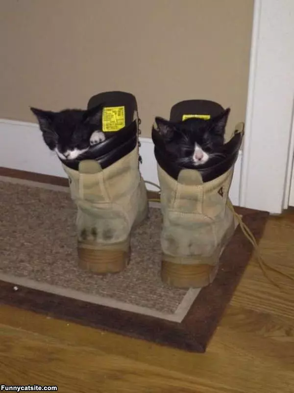 Boot Kittens