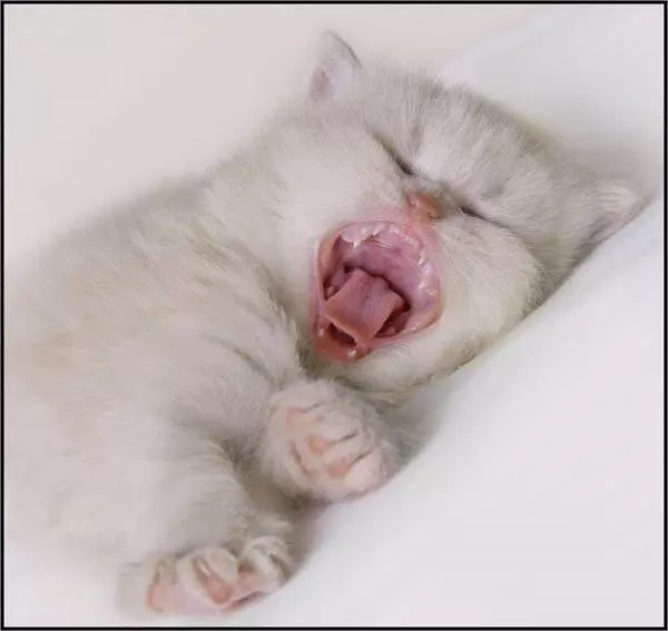 Cute Yawner