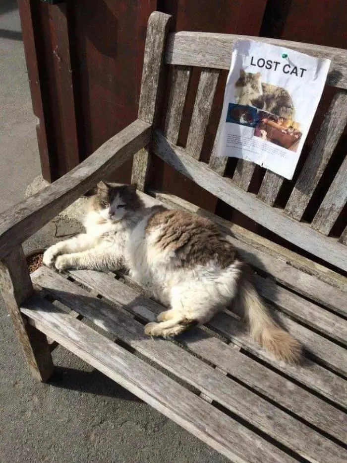 We Have A Lost Cat