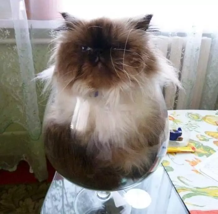 One Giant Bowl Of Cat