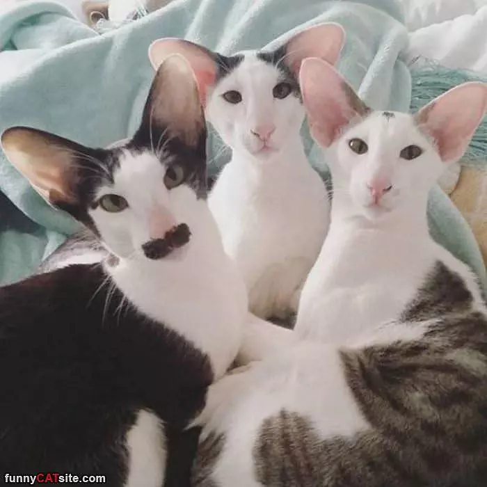 3 Amazing Looking Cats