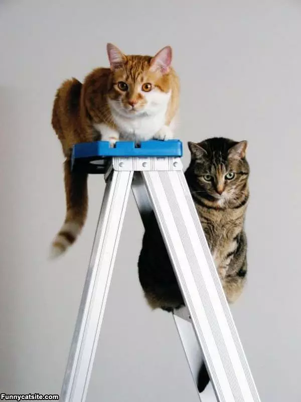 Ladder Cats