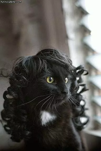 Cat Wig