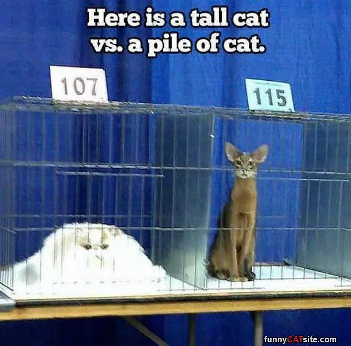 Tall Cat Vs Pile Of Cat