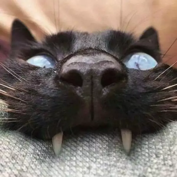 Yarrrrrrrr Cat