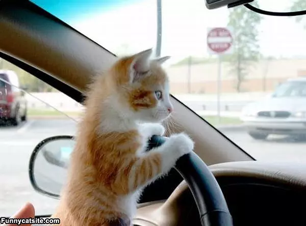 Cat Driving School