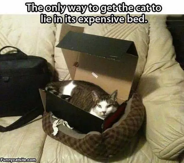 The Expensive Cat Bed