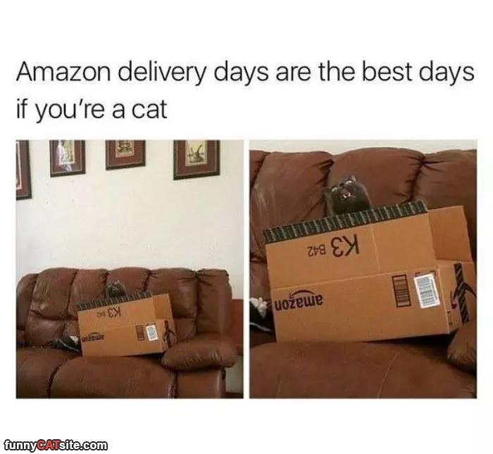 Amazon Days