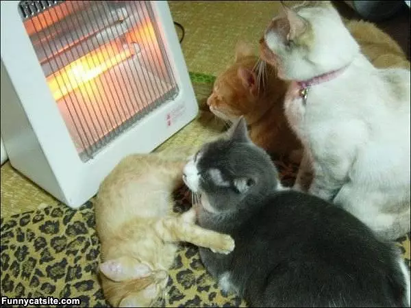 This Is The Warms