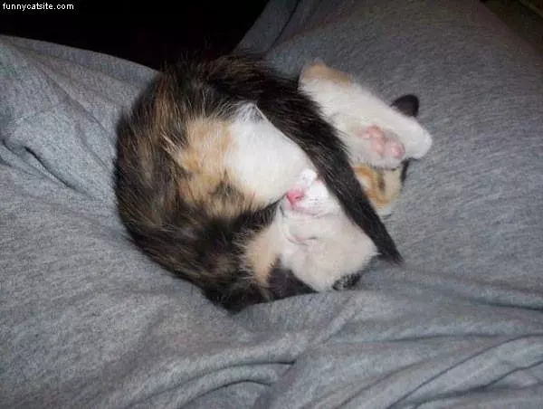 Cute Kitten Nap