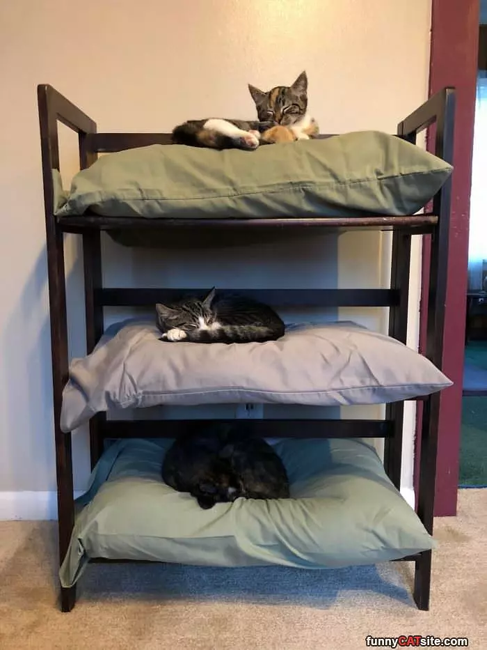 Stack Of Cats