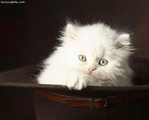 White Kitten In Hat