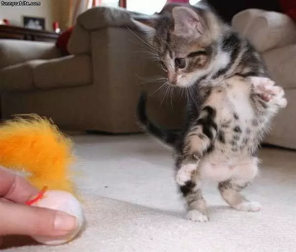 Cute Tiny Kitty