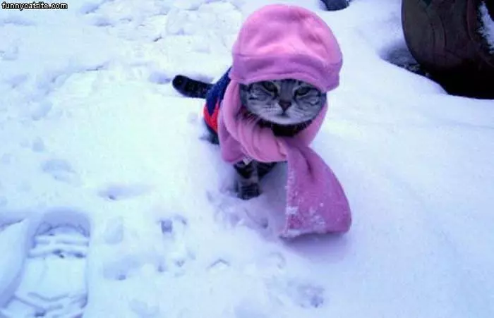Warm Cat