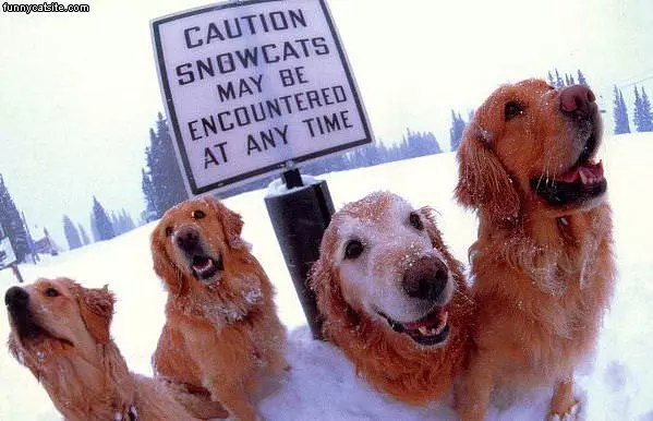 Snowdogs