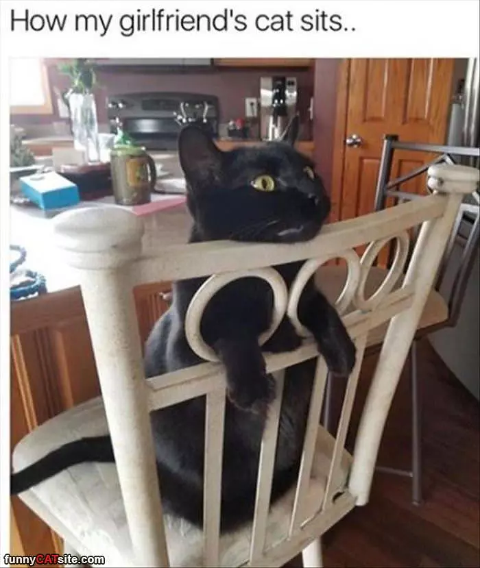 How This Cat Sits
