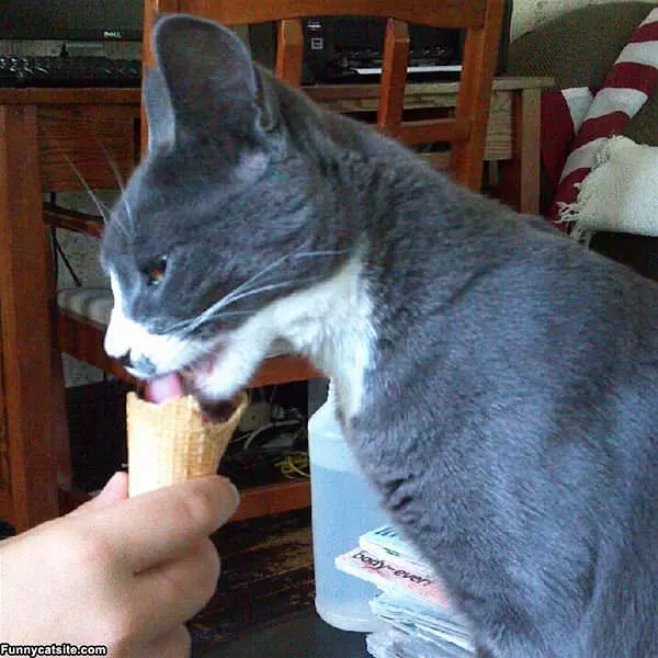 Kitty Likes Ice Cream
