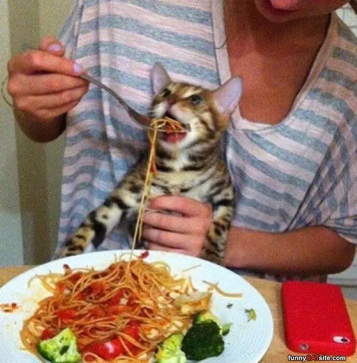 Can I Has Spaghetti