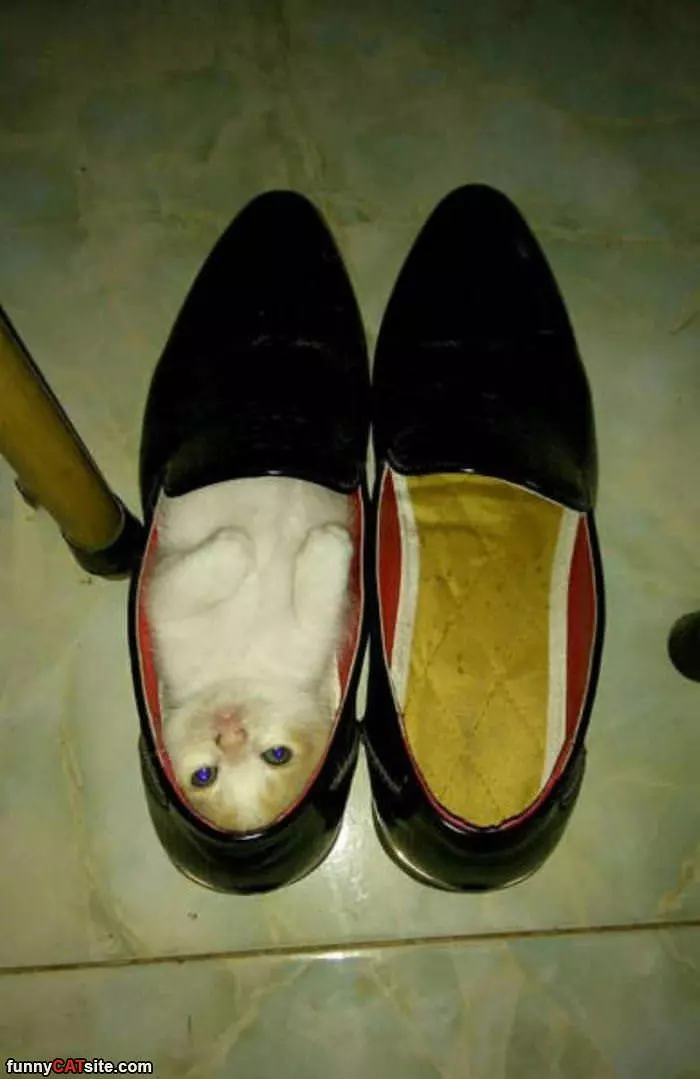 Fitting In This Shoe