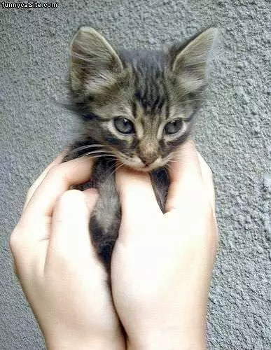 Kitten In Hands