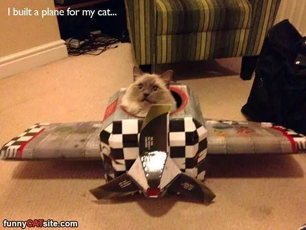 Built A Plane For My Cat