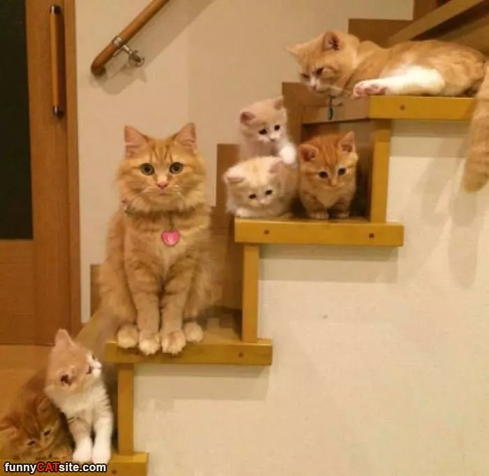 The Cat Stairs