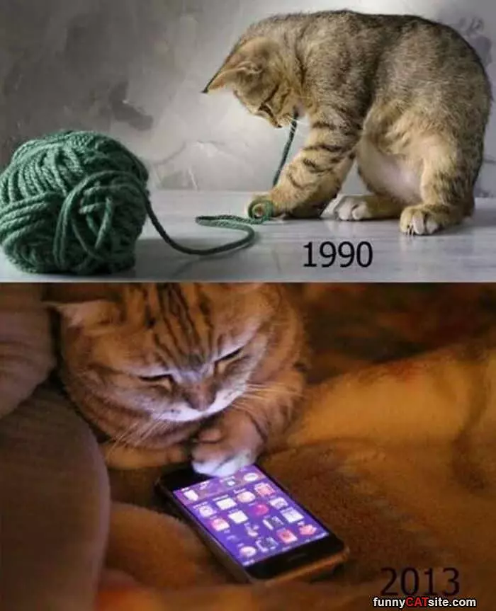 Modern Cats