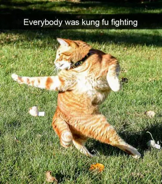 Everyone Was Kung Fu