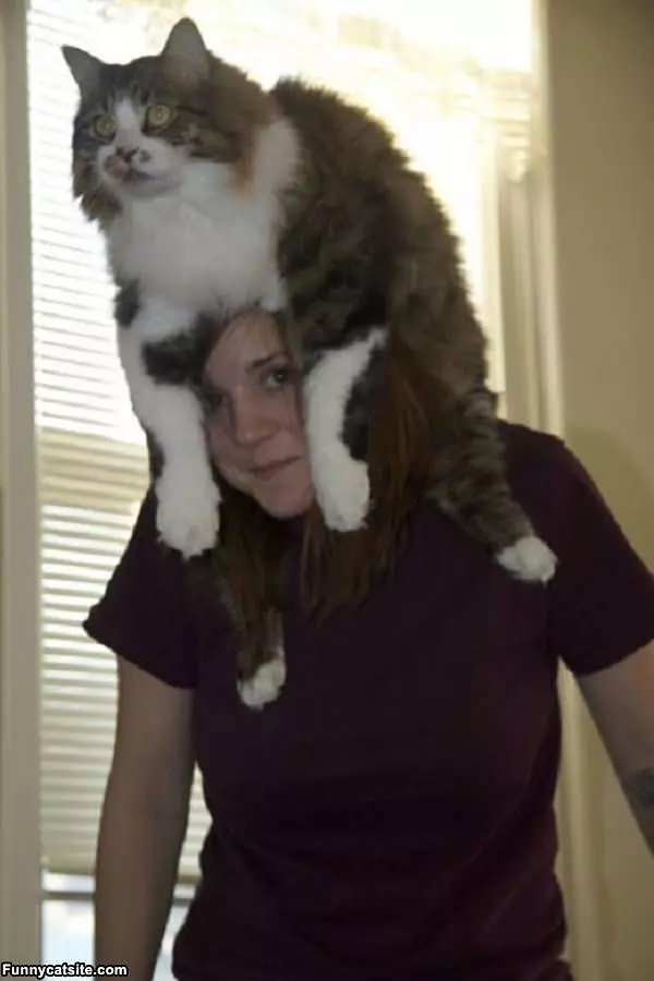 Big Fat Cat Hat