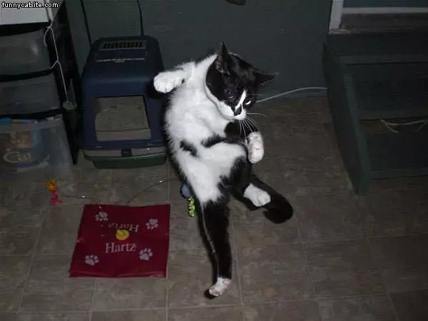 Break Dancing Cat