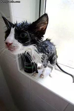 Very Wet Cat