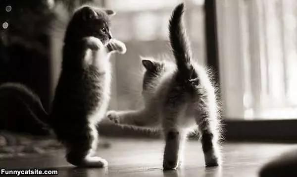 Kitten Fight