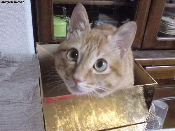 One Box Of Cat